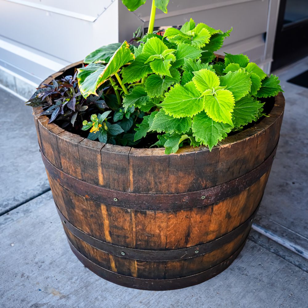 Barrel  Planter