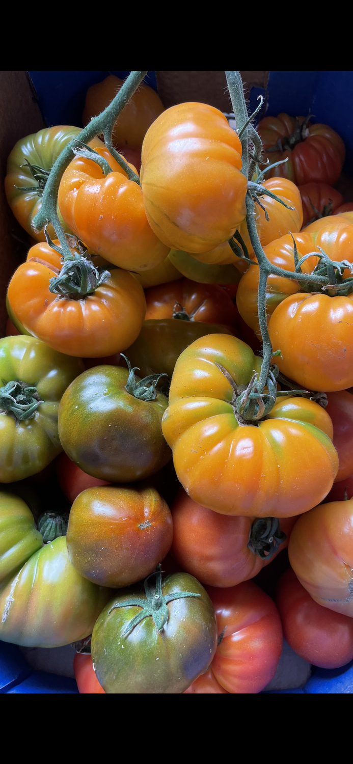 TOMATE ANCIENNE