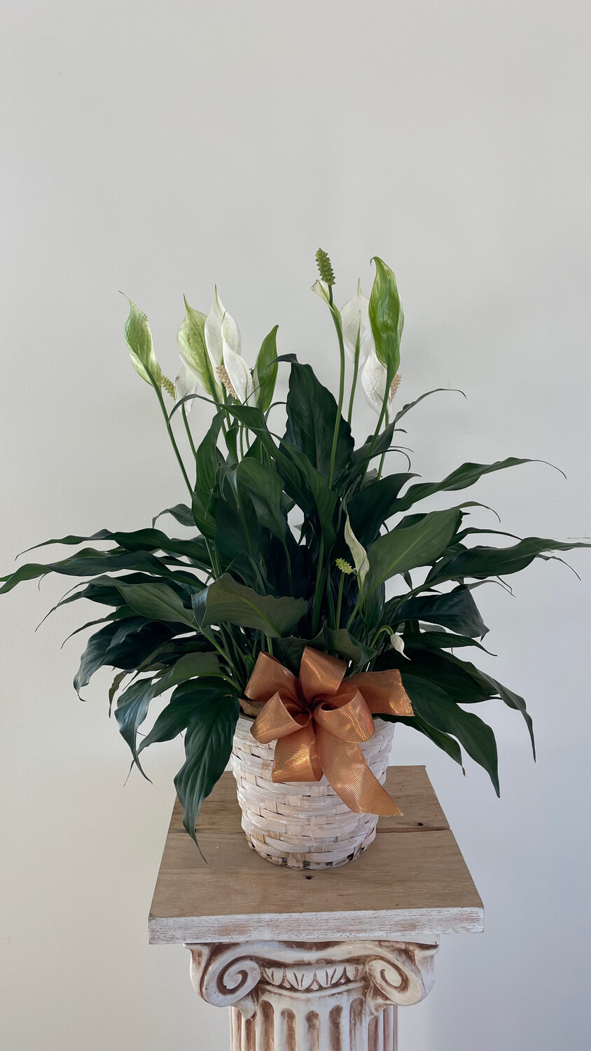 Peace Lilly Planter
