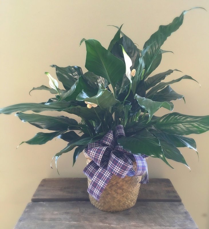 Peace Lilly Planter