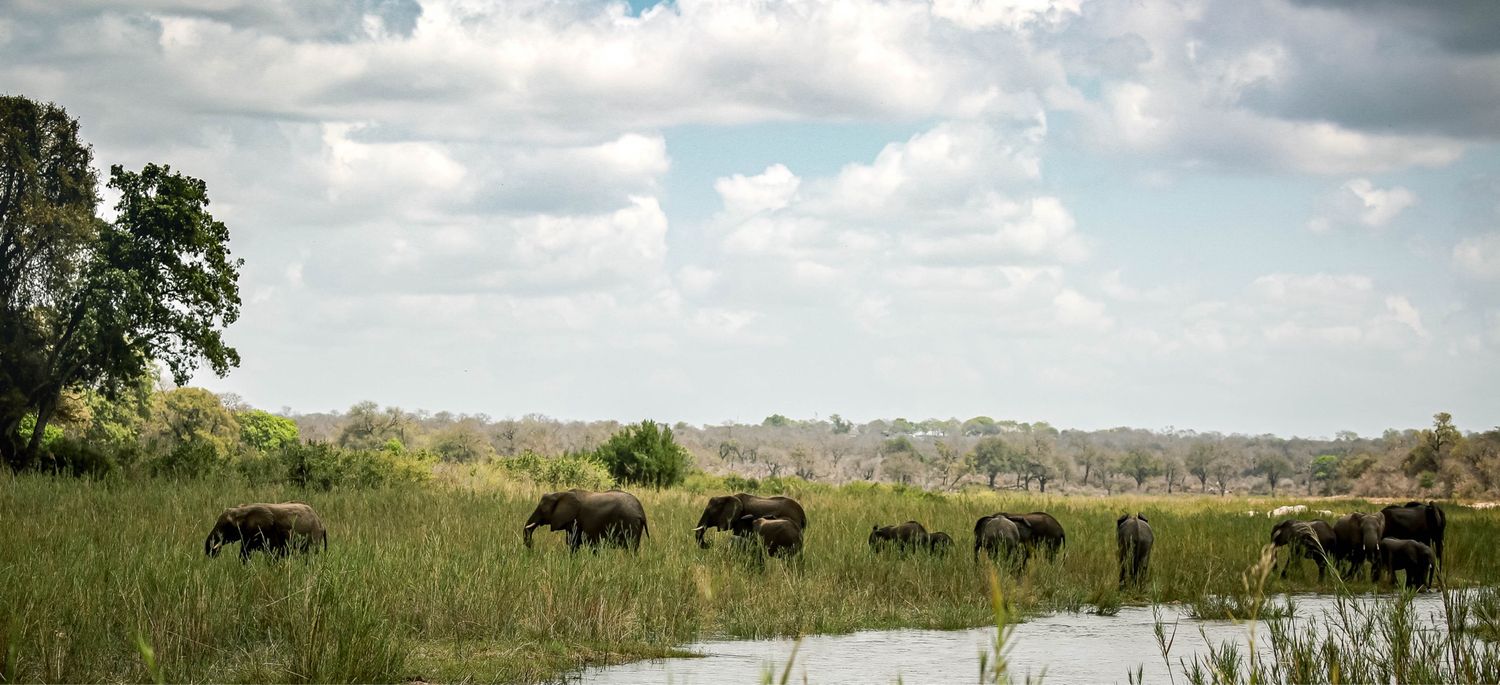 Wildlife Fine Art Print A2