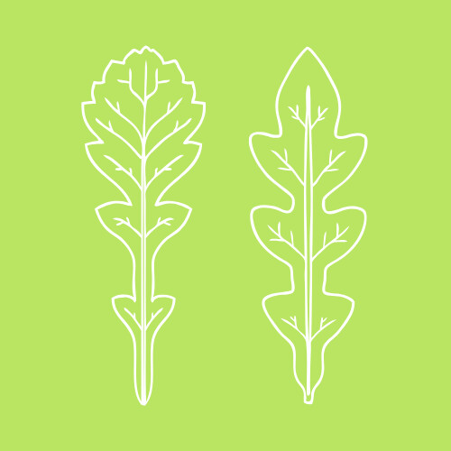 Salade de carottes et raisins