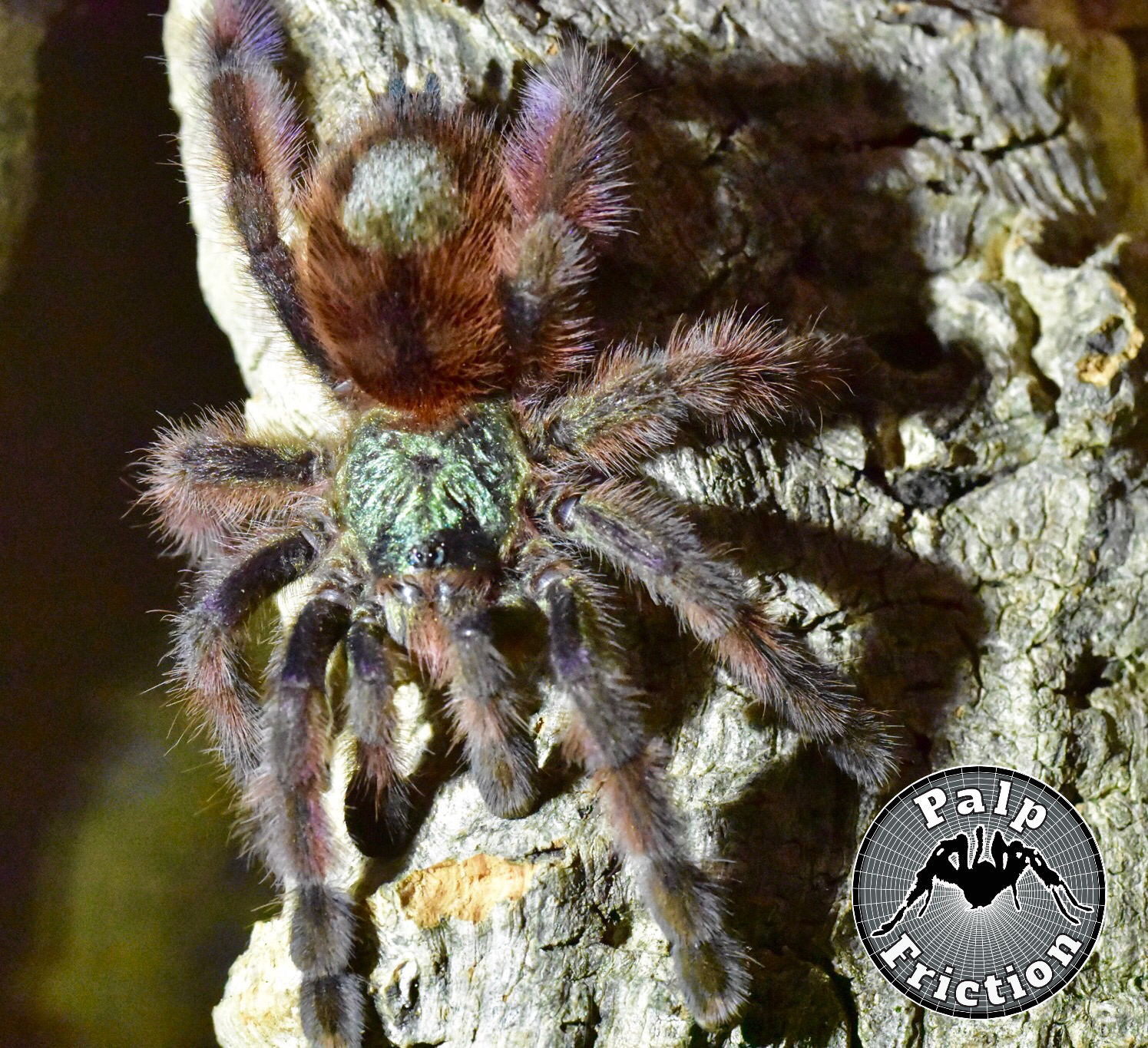 Caribena (Avicularia) versicolor “Antilles/Martinique pinktoe”
