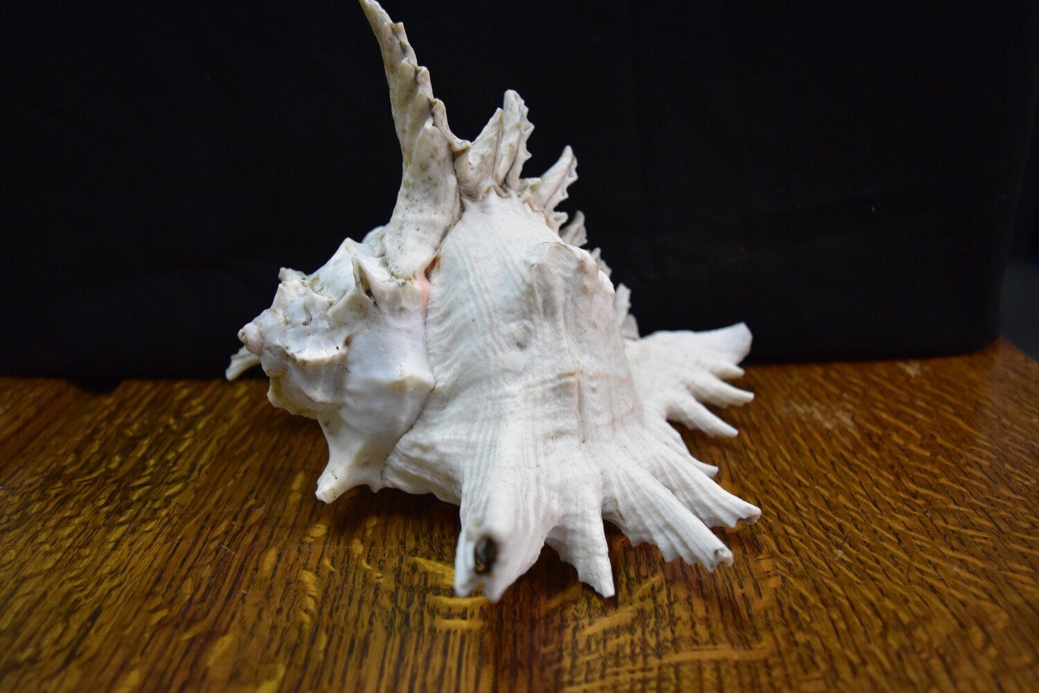 Large Shell