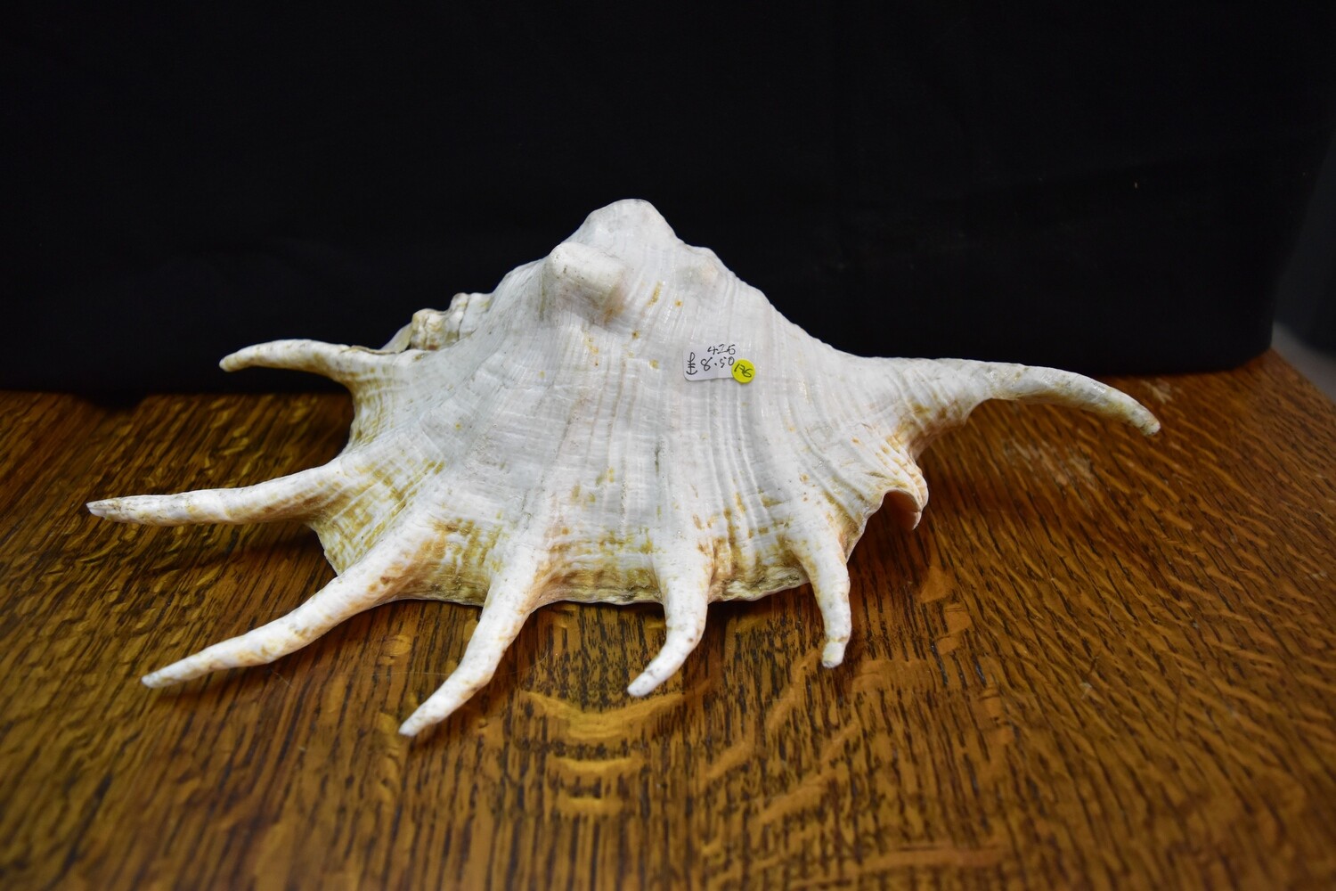 Large Spiked Shell