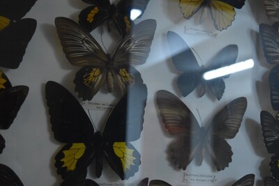 Large Cased Butterflies & Moths