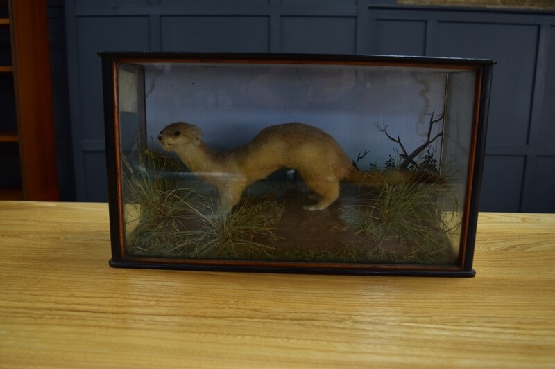 Cased Taxidermy Ferret