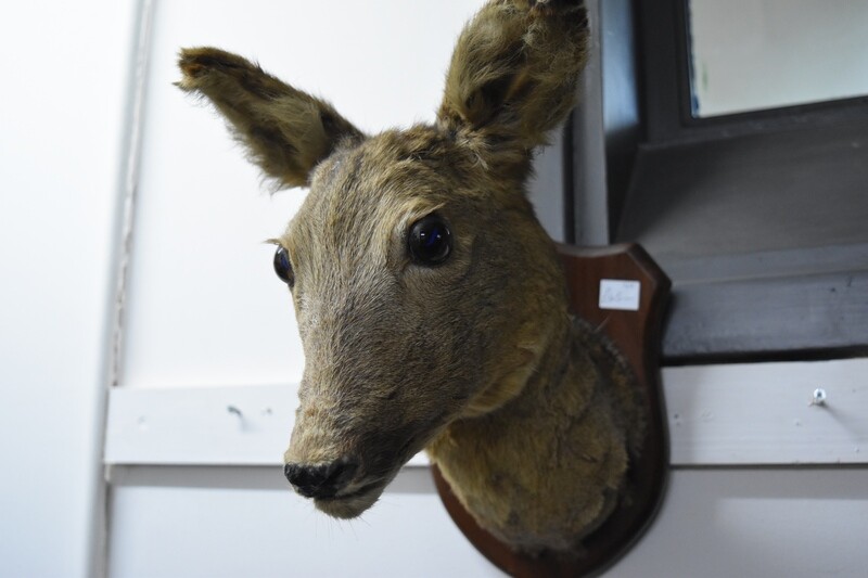 Taxidermy Deer