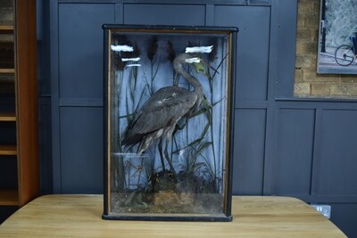 Large Cased Taxidermy Heron