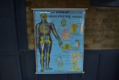 Human Physiology Medical Poster