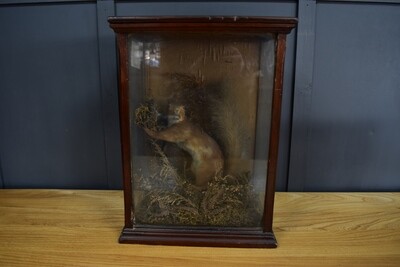 Taxidermy Red Squirrel in Case
