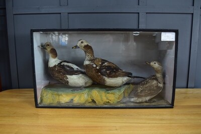 Victorian Cased Pintail Ducks with Chick