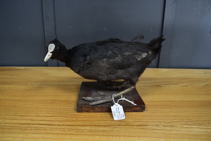 Taxidermy Moor Hen