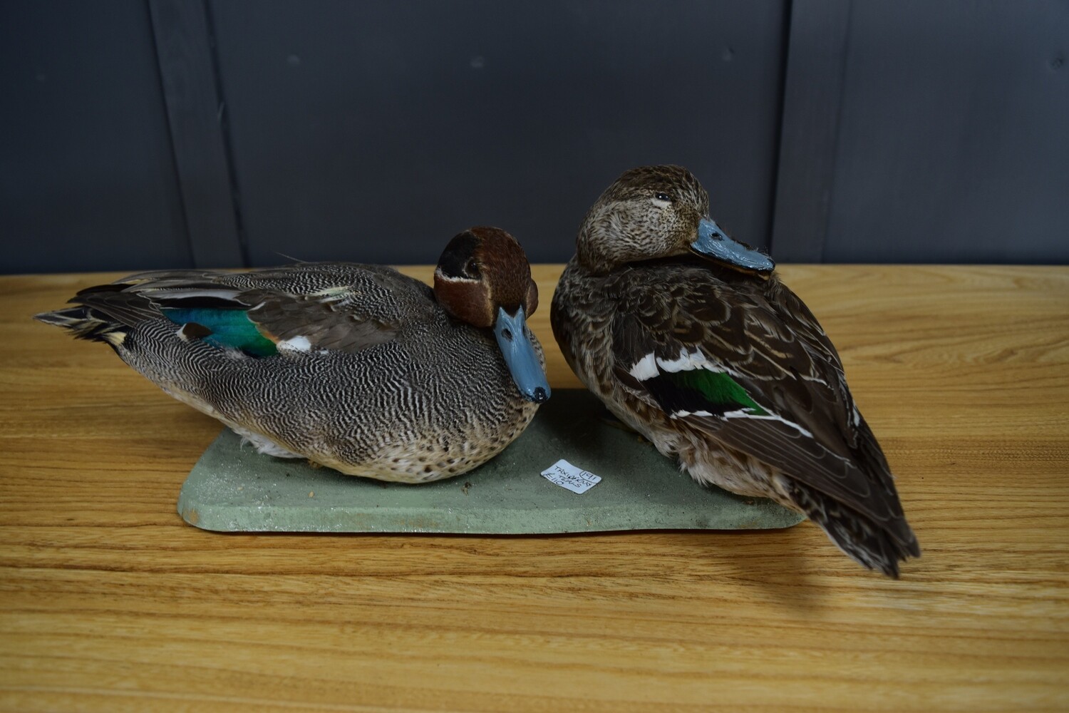 Taxidermy Teals