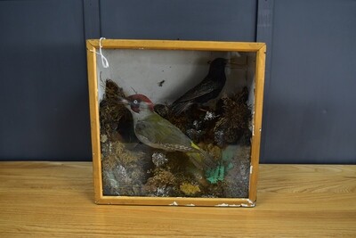 Taxidermy Cased Starling & Wood Pecker