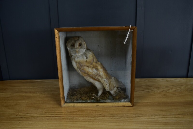 Taxidermy Cased Barn Owl