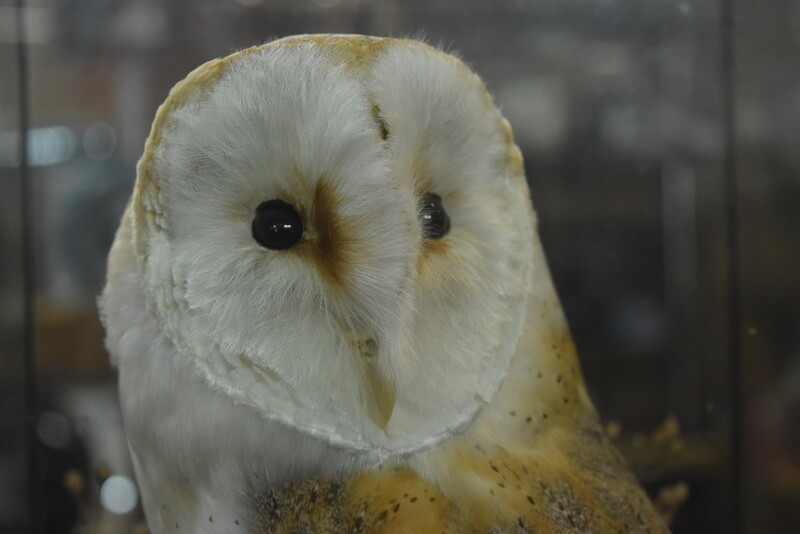 Taxidermy Barn Owl by William Hales