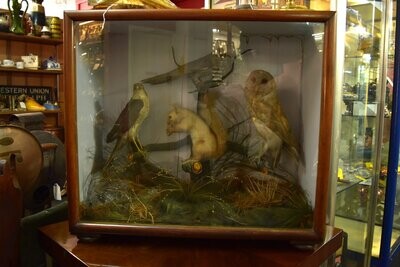 Victorian Cased Taxidermy