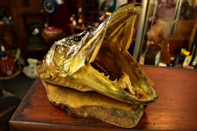 Pike Head with Wooden Base
