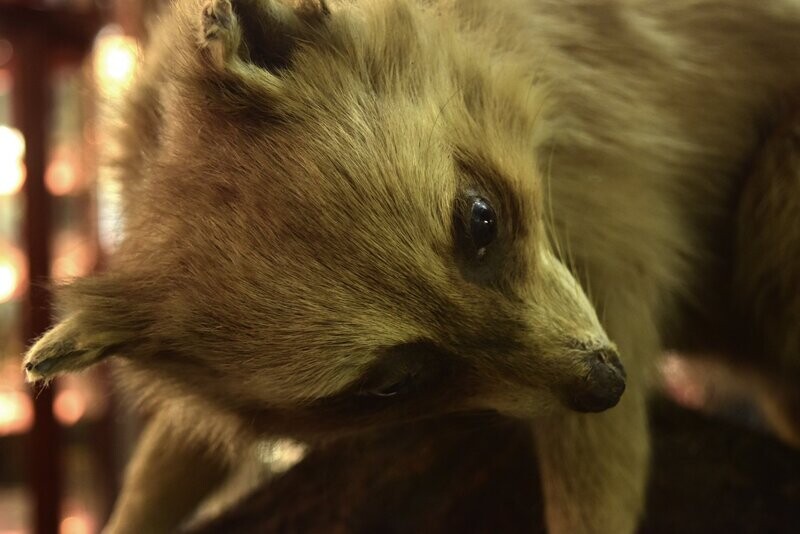 Taxidermy Victorian Raccoon