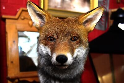 Taxidermy Fox by William Hales