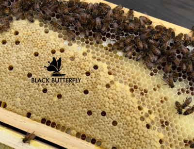Black Butterfly Honey Bee Nuc-2025 Pre-Order