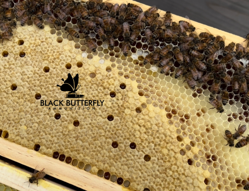 Black Butterfly Honey Bee Nuc-2024 Pre-Order
