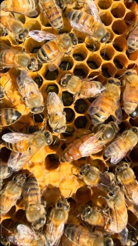 No Honey for me this time.