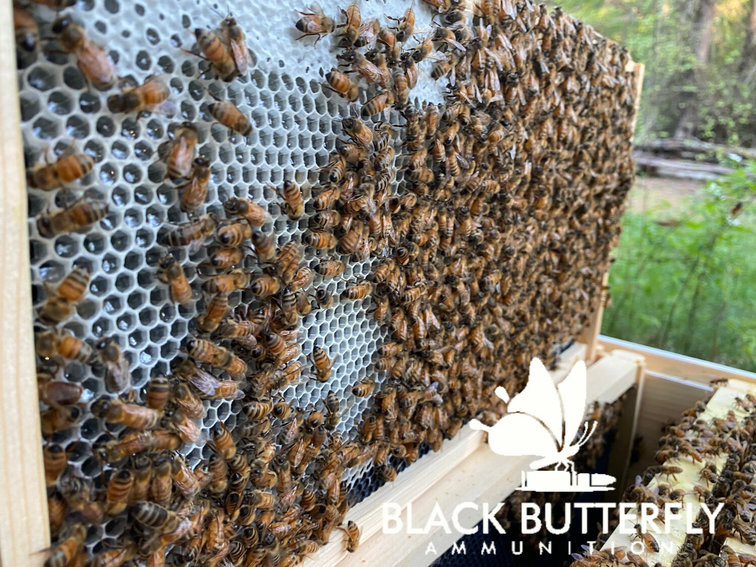 Black Butterfly Honey, Pure Raw Spring Wildflower Honey, South Carolina Honey (1 lb. 8 oz.) PUMPER POUNDER JUG