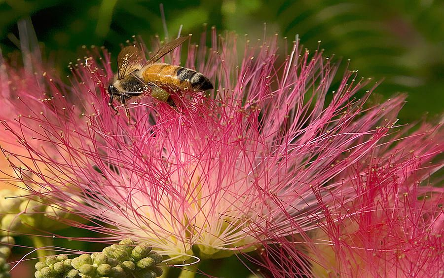 Black Butterfly Honey, Pure Raw Summer Wildflower-Mimosa Honey from South Carolina, 1 lb. 8 oz. of Honey