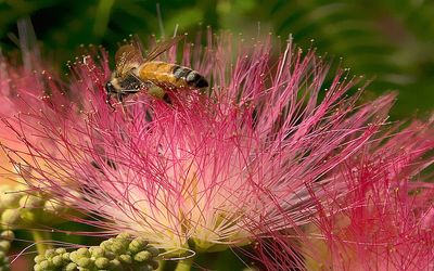 Black Butterfly Honey, Pure Raw Mimosa-Summer Wildflower Honey from South Carolina, 8 fl oz (10 oz of Honey)