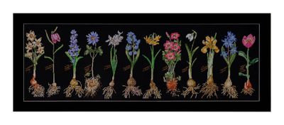 Bulbs by Thea Gouverneur Counted Cross Stitch
