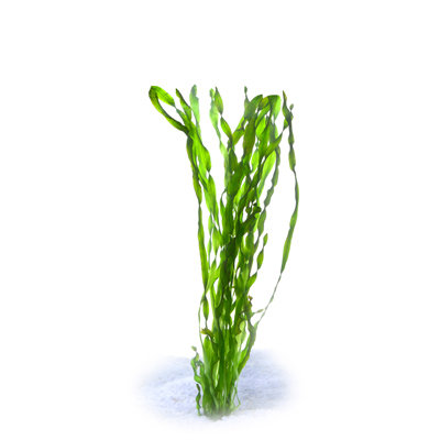 Vallisneria Contortionist/spiral