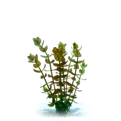 Bacopa (bunch)