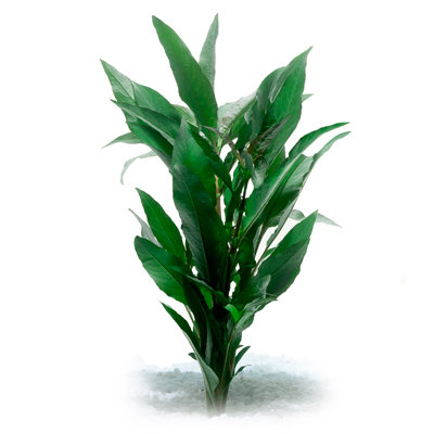 Blue Strica (bunch)