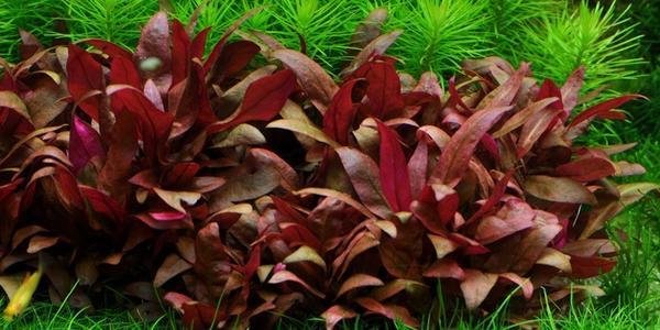 ALTERNANTHERA REINECKII MINI (pot)