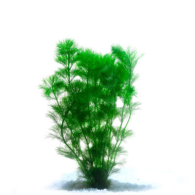 Ambulia (bunch)