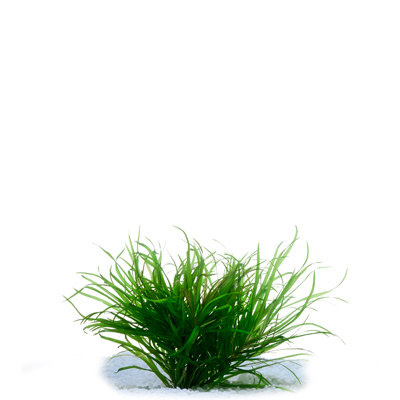 Dwarf Blyxa (bunch)