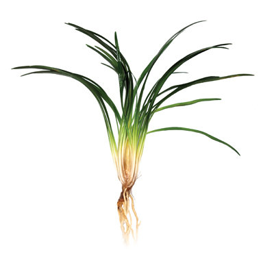 Dwarf Pongal (bunch)