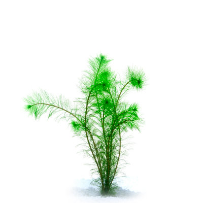 Filligree Milfoil (bunch)