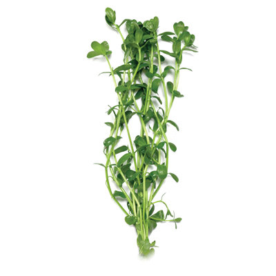 Green baby tears (bunch)
