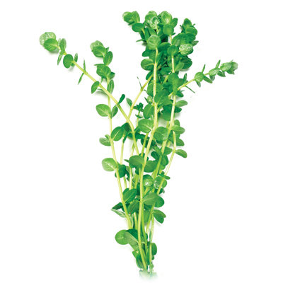 Green pennywort (bunch)