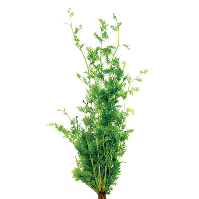Lace Fern (bunch)