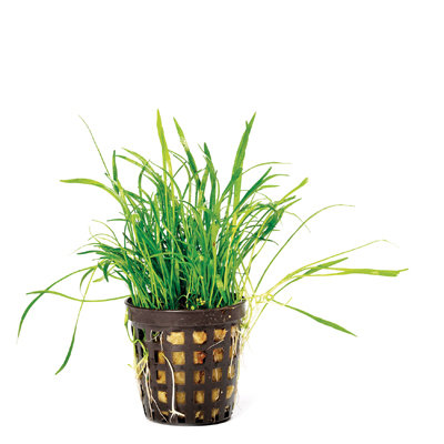 Lilaopsis (pot)