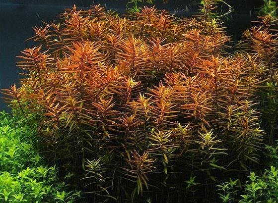 LUDWIGIA ARCUATA