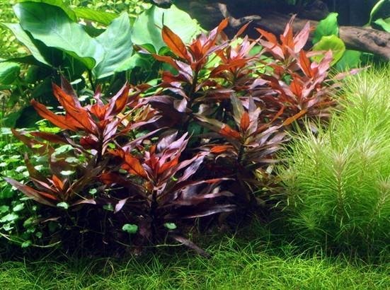 LUDWIGIA GLANDULOSA