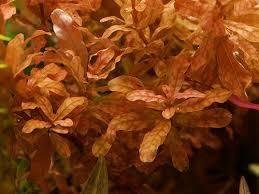 LUDWIGIA INCLINATA