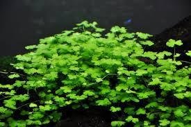 MINI JAPAN HYDROCOTYLE