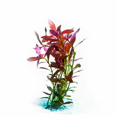Narrow ludwigia (nunch)