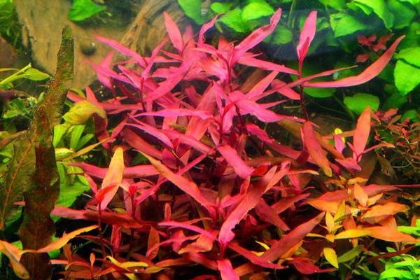 PERSICARIA SAO PAULO
